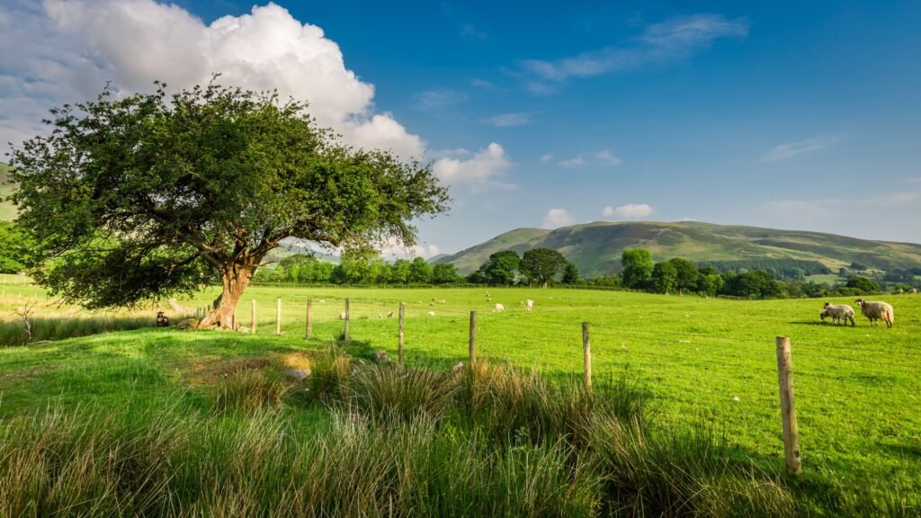 Green countryside with trees, hills, fields and grazing sheep